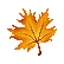 mapleleaf avatar