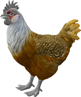 CS2 pet chicken, Catalana breed, Black White Head base colour, rendered from the game files