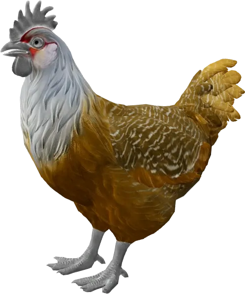 CS2 pet chicken, Catalana breed, Black White Head base colour, rendered from the game files