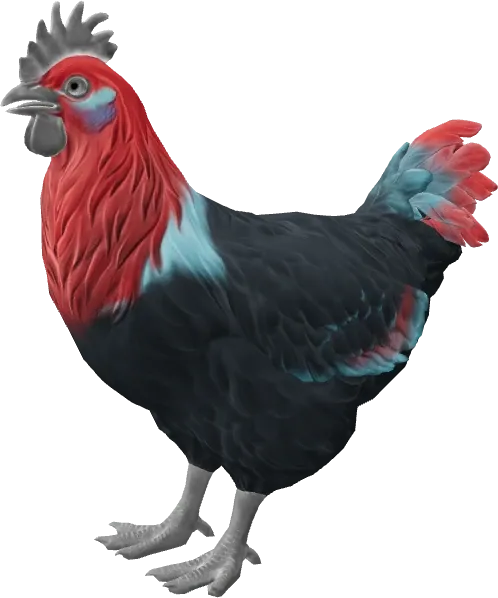 CS2 pet chicken, Catalana breed, Black with Red Head base colour, rendered from the game files