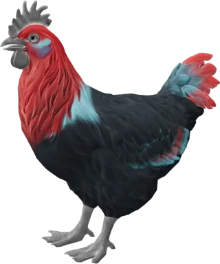 CS2 pet chicken, Catalana breed, Black with Red Head base colour, rendered from the game files