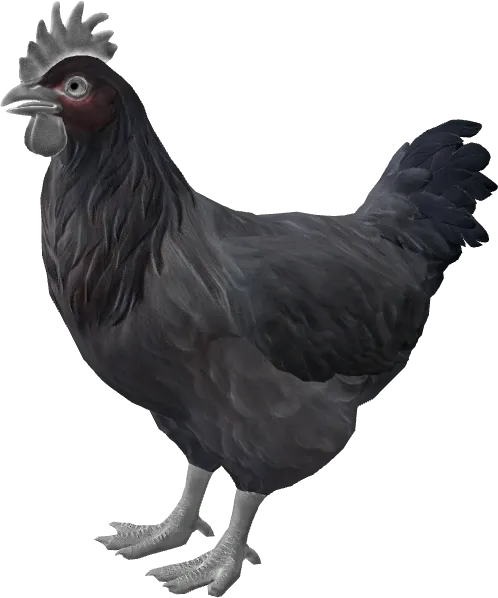 CS2 pet chicken, Catalana breed, Black base colour, rendered from the game files