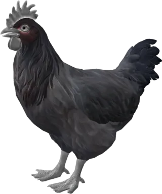 CS2 pet chicken, Catalana breed, Black base colour, rendered from the game files