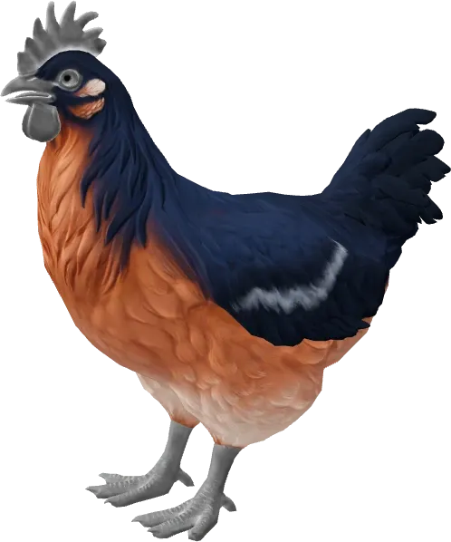 CS2 pet chicken, Catalana breed, Blue and Light Orange base colour, rendered from the game files