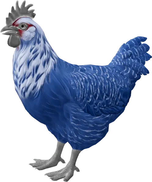 CS2 pet chicken, Catalana breed, Blue base colour, rendered from the game files