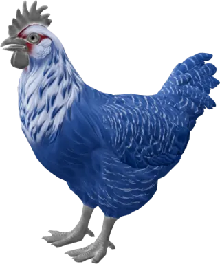 CS2 pet chicken, Catalana breed, Blue base colour, rendered from the game files