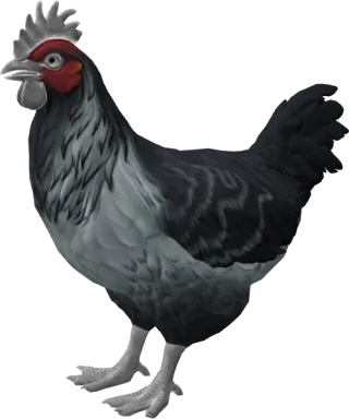 CS2 pet chicken, Catalana breed, Grey base colour, rendered from the game files