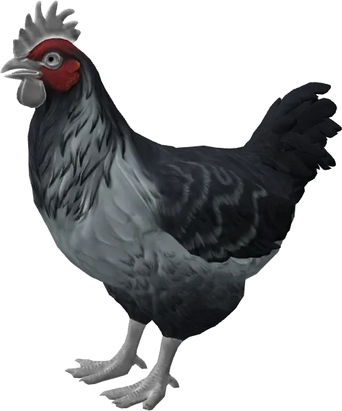 CS2 pet chicken, Catalana breed, Grey base colour, rendered from the game files