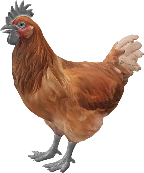CS2 pet chicken, Catalana breed, Tan base colour, rendered from the game files