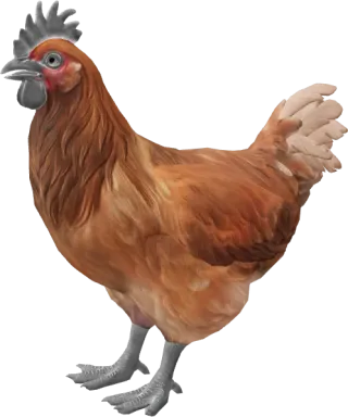 CS2 pet chicken, Catalana breed, Tan base colour, rendered from the game files