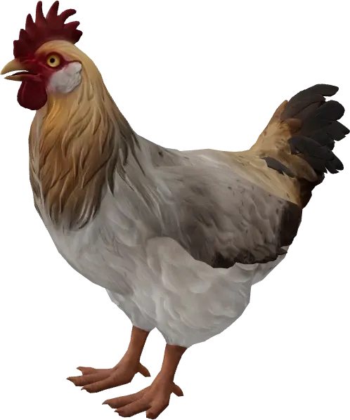 CS2 pet chicken, Catalana breed, White Tan Head base colour, rendered from the game files