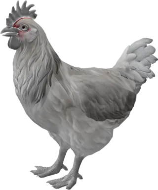 CS2 pet chicken, Catalana breed, White base colour, rendered from the game files