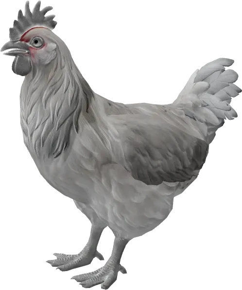 CS2 pet chicken, Catalana breed, White base colour, rendered from the game files