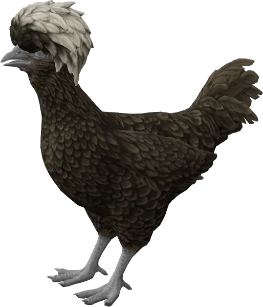 CS2 pet chicken, Polish breed, Black with White Head base colour, rendered from the game files