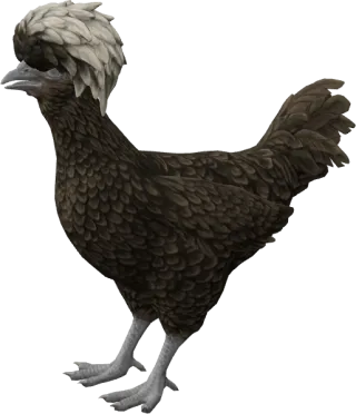 CS2 pet chicken, Polish breed, Black with White Head base colour, rendered from the game files
