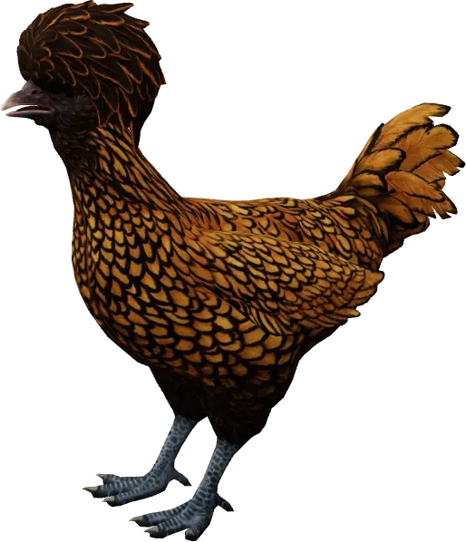 CS2 pet chicken, Polish breed, Brown with Black Wing Tips base colour, rendered from the game files