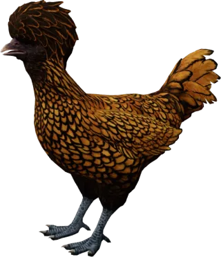 CS2 pet chicken, Polish breed, Brown with Black Wing Tips base colour, rendered from the game files
