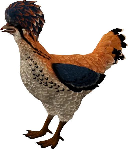 CS2 pet chicken, Polish breed, Orange White Blue base colour, rendered from the game files