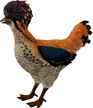 CS2 pet chicken, Polish breed, Orange White Blue base colour, rendered from the game files