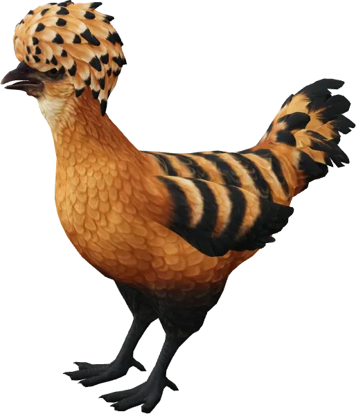 CS2 pet chicken, Polish breed, Orange with Black Stripes base colour, rendered from the game files