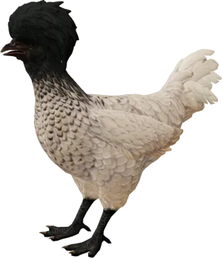 CS2 pet chicken, Polish breed, White Black Head base colour, rendered from the game files