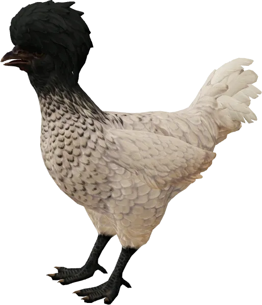 CS2 pet chicken, Polish breed, White Black Head base colour, rendered from the game files