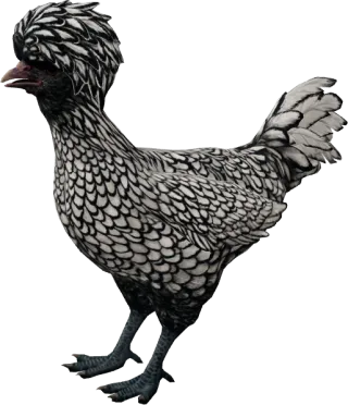CS2 pet chicken, Polish breed, White with Black Wing Tips base colour, rendered from the game files