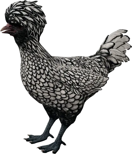 CS2 pet chicken, Polish breed, White with Black Wing Tips base colour, rendered from the game files