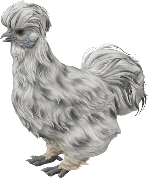 CS2 pet chicken, Silkie breed, Splash base colour, rendered from the game files