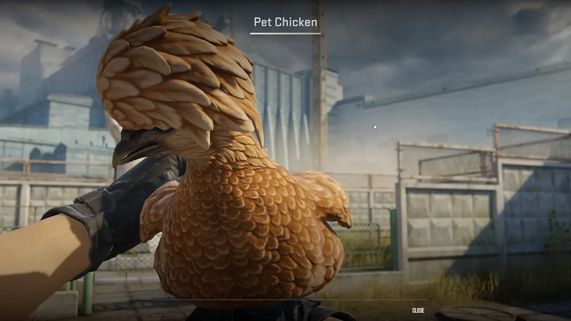 A Polish pet chicken held in the player's gloved hands in the CS2 inspect view